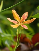 Candy Lily, Pardancanda, Iris x norrisii, xPardancanda norrisii